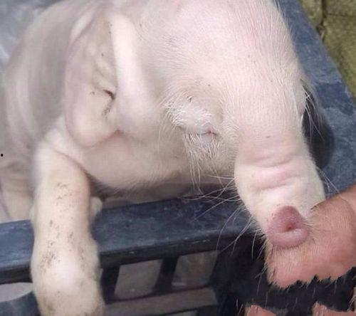 小猪崽子爆料视频播放,揭秘幕后真相  第3张