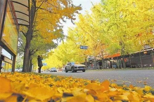 成都银杏树爆料视频  第3张